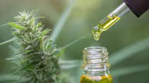 Show Your Pup Some Extra Love with Help from Modern CBD & Wellness