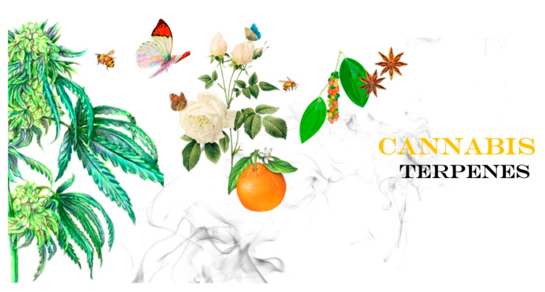 molecules-25-05792-ag - Modern CBD & Wellness