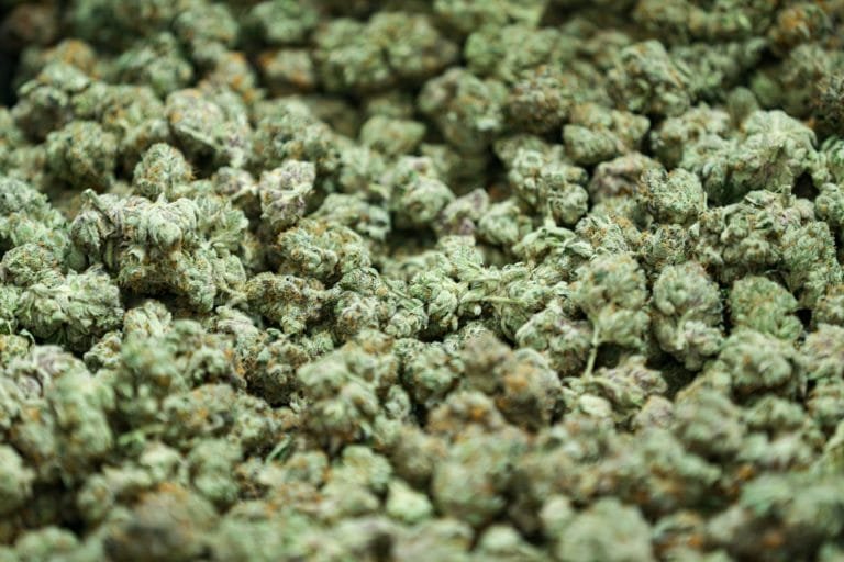 Medicinal marijuana buds are dried at the Stability Cannabis wearhouse in Oklahoma City on Wednesday Nov 30 2022Medicinal - Modern CBD & Wellness